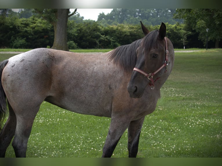 Friesian horses Mix Mare 11 years 15,3 hh Roan-Blue in Saint Joe