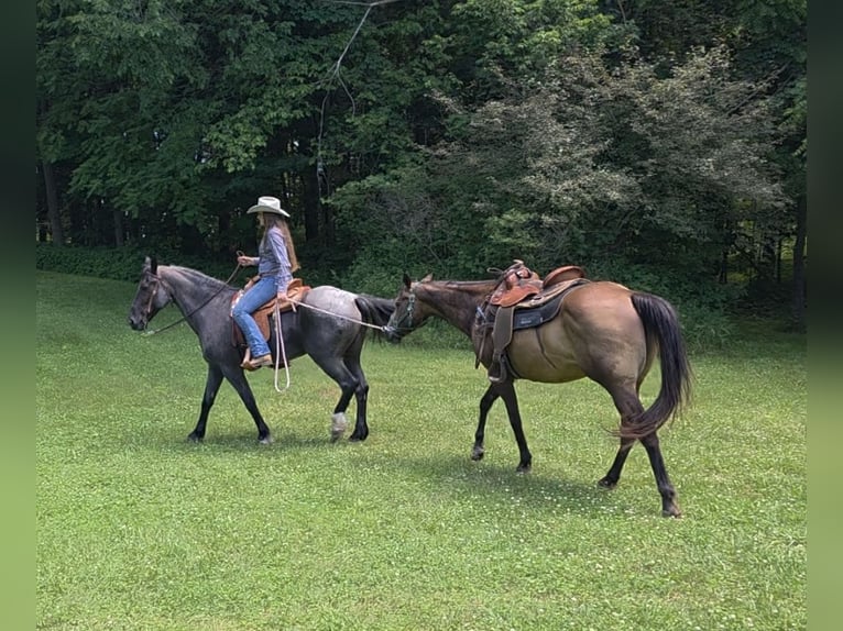 Friesian horses Mix Mare 11 years 15,3 hh Roan-Blue in Saint Joe