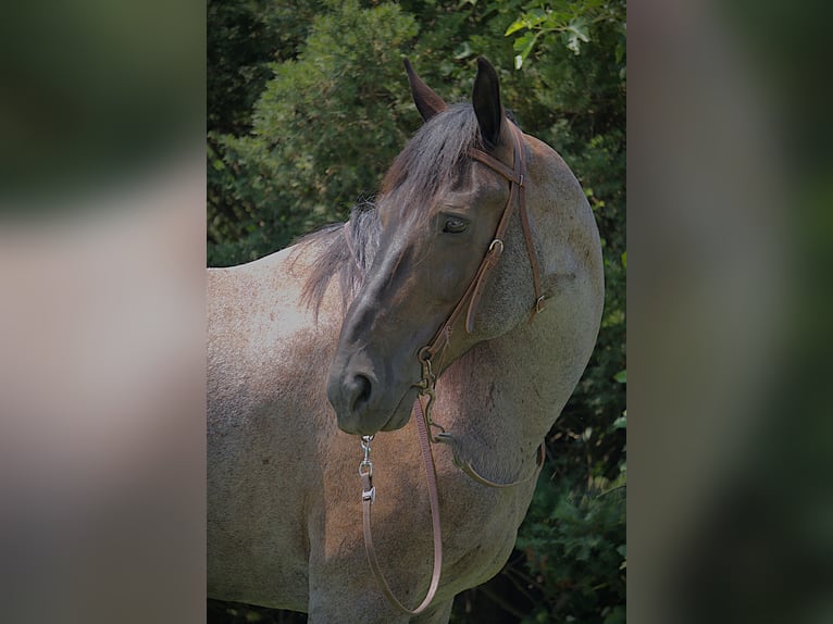 Friesian horses Mix Mare 11 years 15,3 hh Roan-Blue in Saint Joe