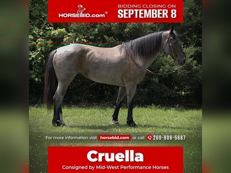 Friesian horses Mix Mare 11 years 15,3 hh Roan-Blue in Saint Joe
