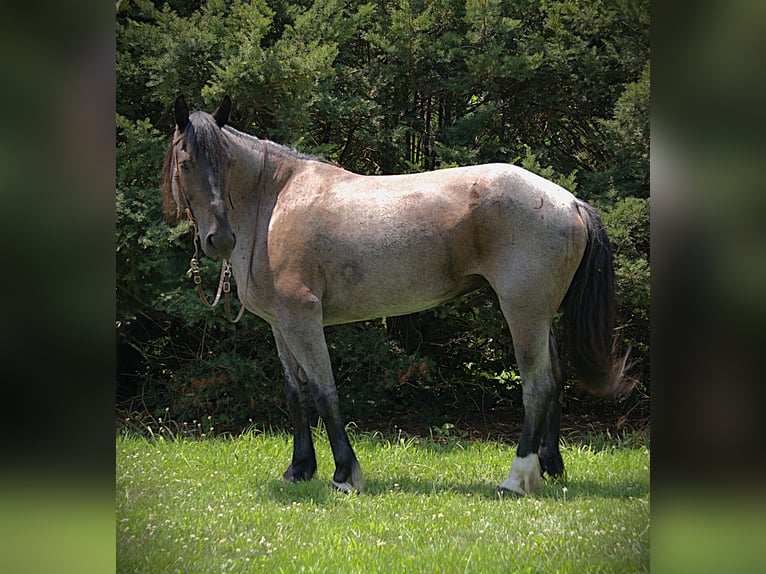 Friesian horses Mix Mare 11 years 15,3 hh Roan-Blue in Saint Joe