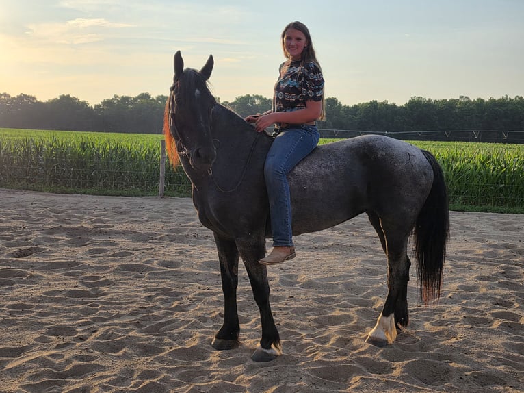 Friesian horses Mix Mare 11 years 15,3 hh Roan-Blue in Saint Joe