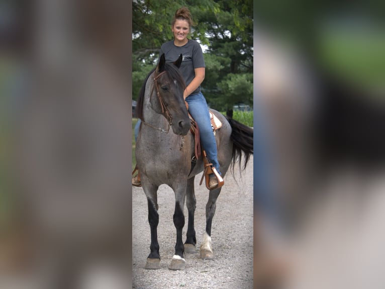 Friesian horses Mix Mare 11 years 15,3 hh Roan-Blue in Saint Joe