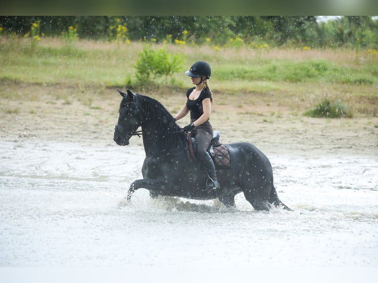 Friesian horses Mare 11 years 16.1 hh Black in Britswert