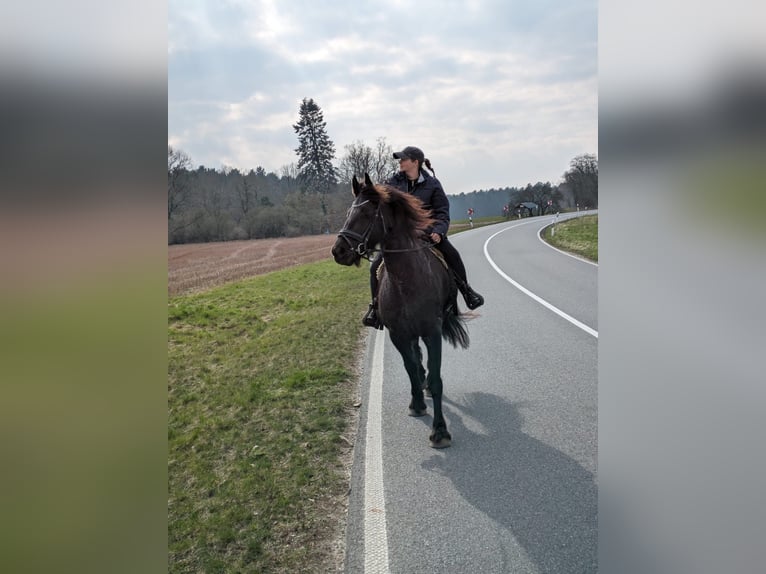 Friesian horses Mare 11 years 16.1 hh Black in Baruth/Mark