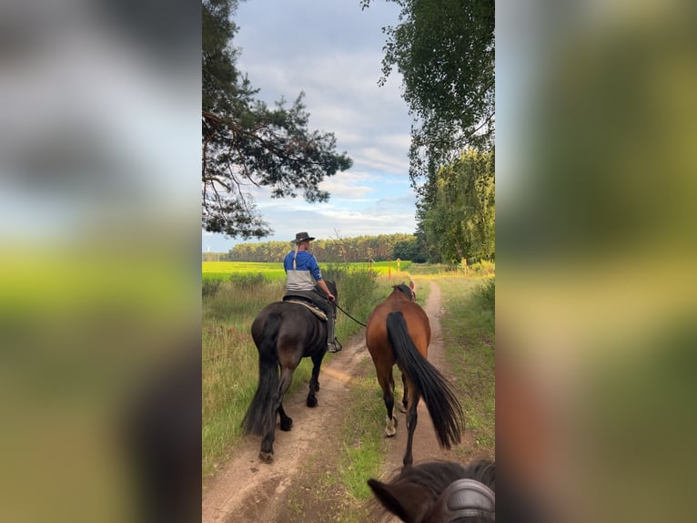 Friesian horses Mare 11 years 16.1 hh Black in Baruth/Mark
