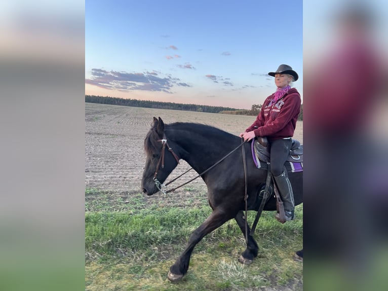 Friesian horses Mare 11 years 16.1 hh Black in Baruth/Mark