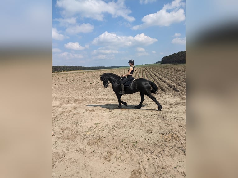 Friesian horses Mare 11 years 16.1 hh Black in Baruth/Mark