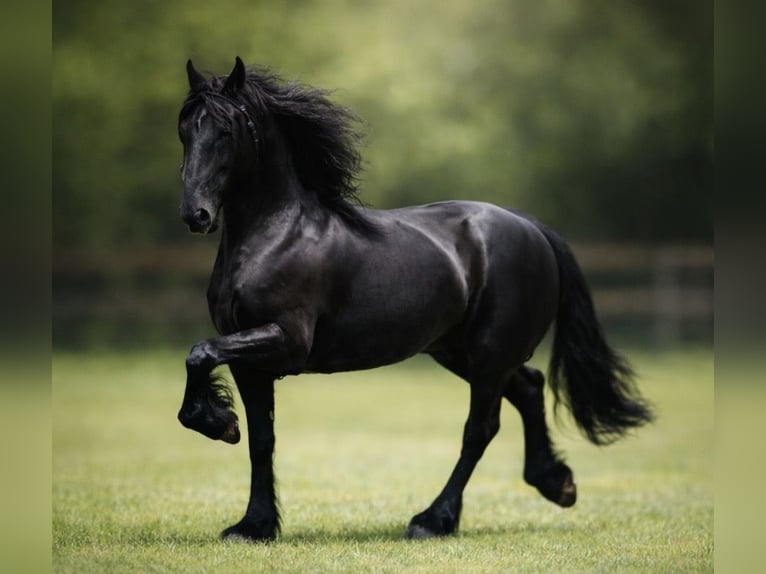 Friesian horses Mare 11 years 16.2 hh Black in Land O Lakes