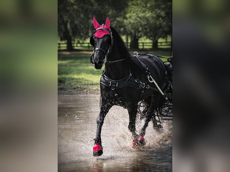 Friesian horses Mare 11 years 16.2 hh Black in Land O Lakes