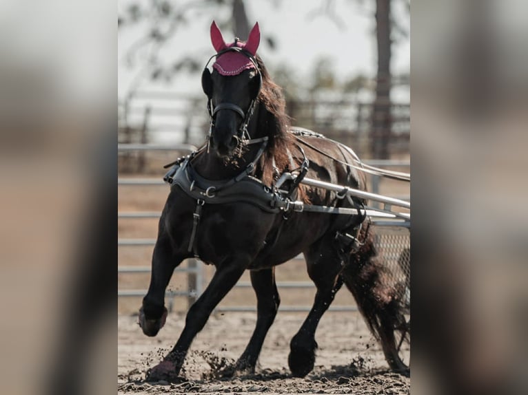 Friesian horses Mare 11 years 16.2 hh Black in Land O Lakes