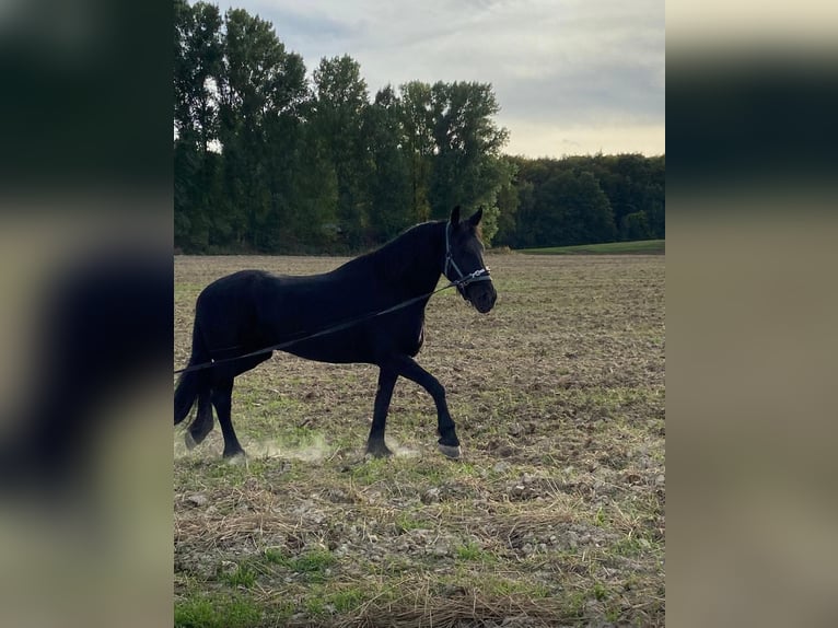 Friesian horses Mare 11 years 16.3 hh Black in Melsungen