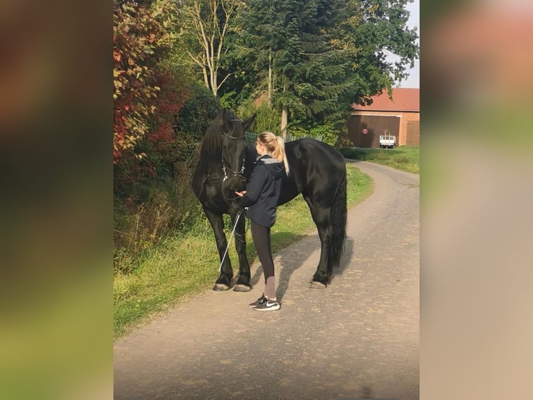 Friesian horses Mare 11 years 16.3 hh Black in Melsungen