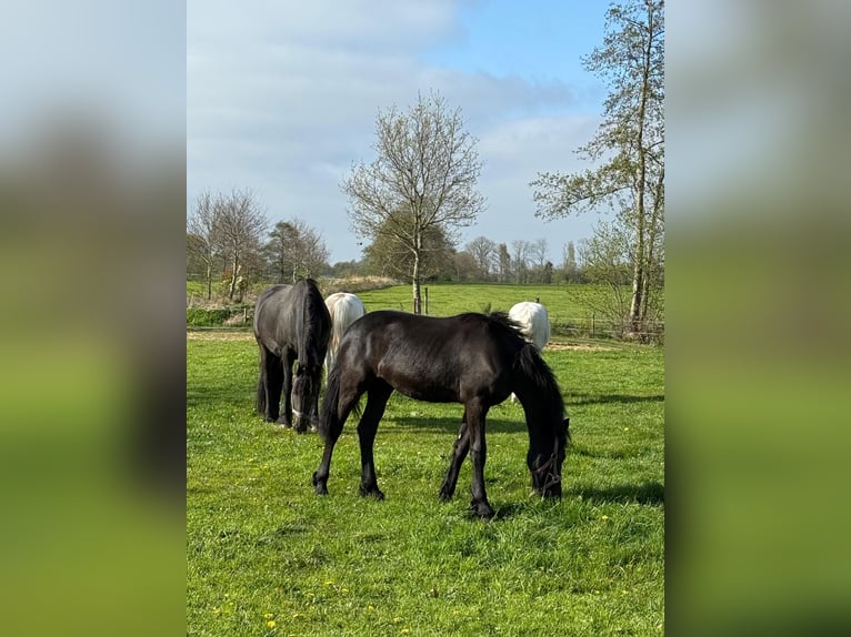 Friesian horses Mare 11 years 16 hh Black in Nijega