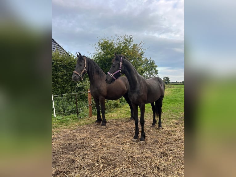 Friesian horses Mare 11 years 16 hh Black in Nijega