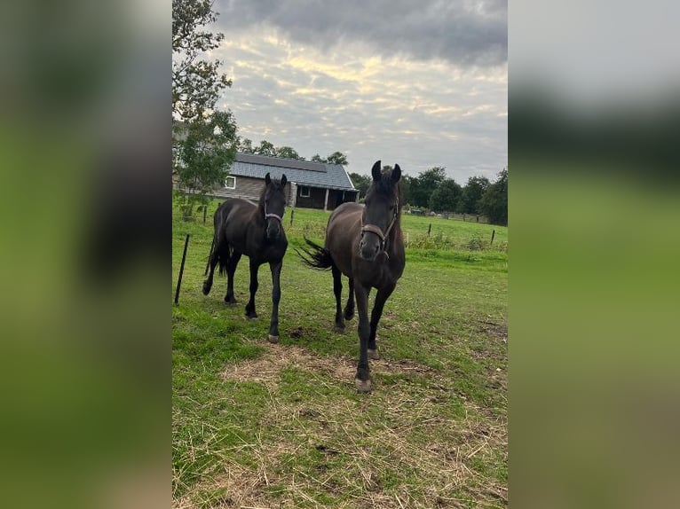Friesian horses Mare 11 years 16 hh Black in Nijega