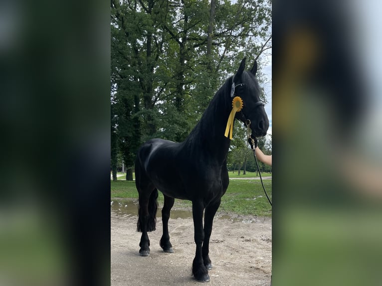 Friesian horses Mare 11 years 16 hh Black in Ramsau