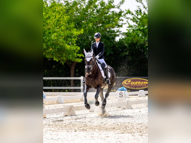 Friesian horses Mix Mare 11 years 16 hh Black in Zaragoza