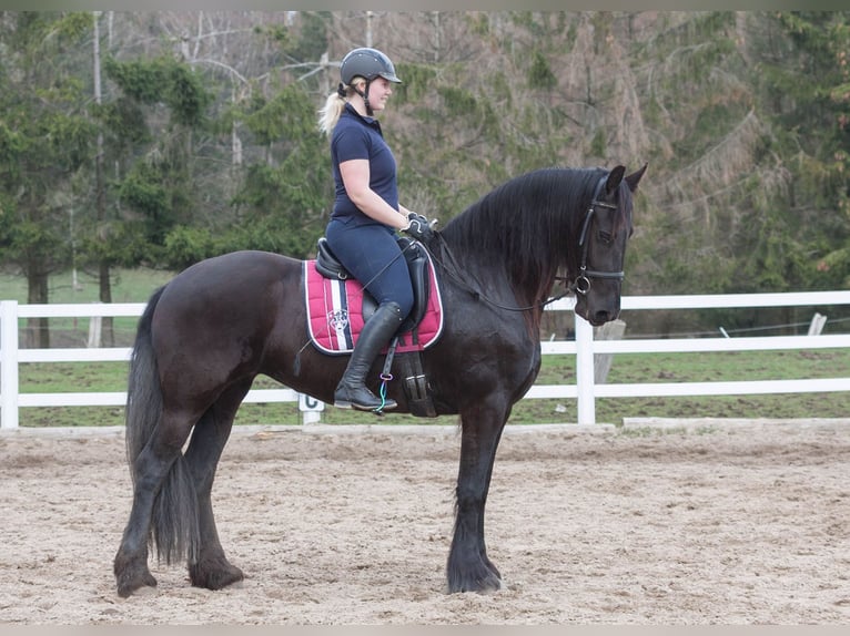 Friesian horses Mare 11 years 16 hh Black in Großalmerode