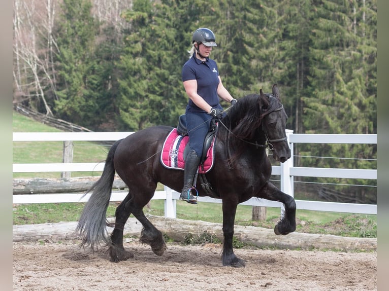 Friesian horses Mare 11 years 16 hh Black in Großalmerode