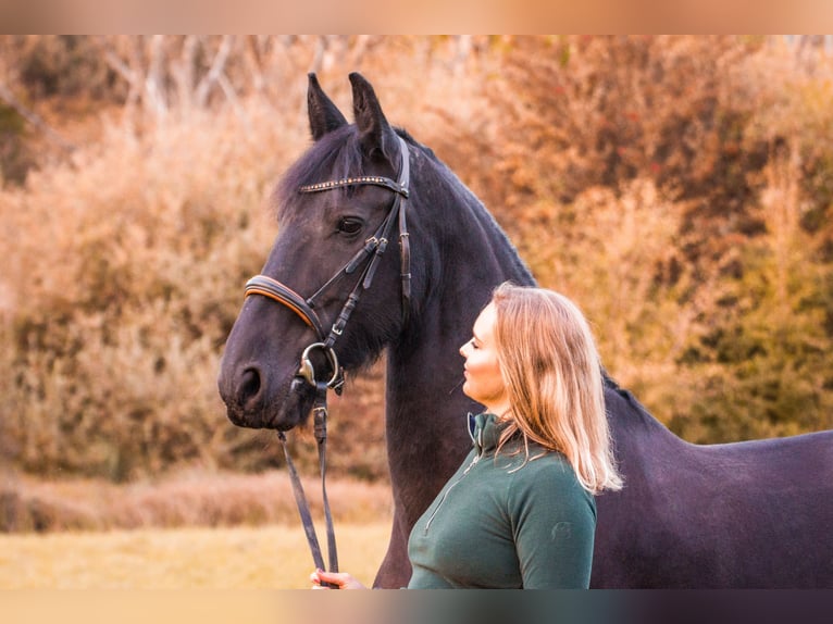 Friesian horses Mare 11 years 16 hh Black in Mandelbachtal