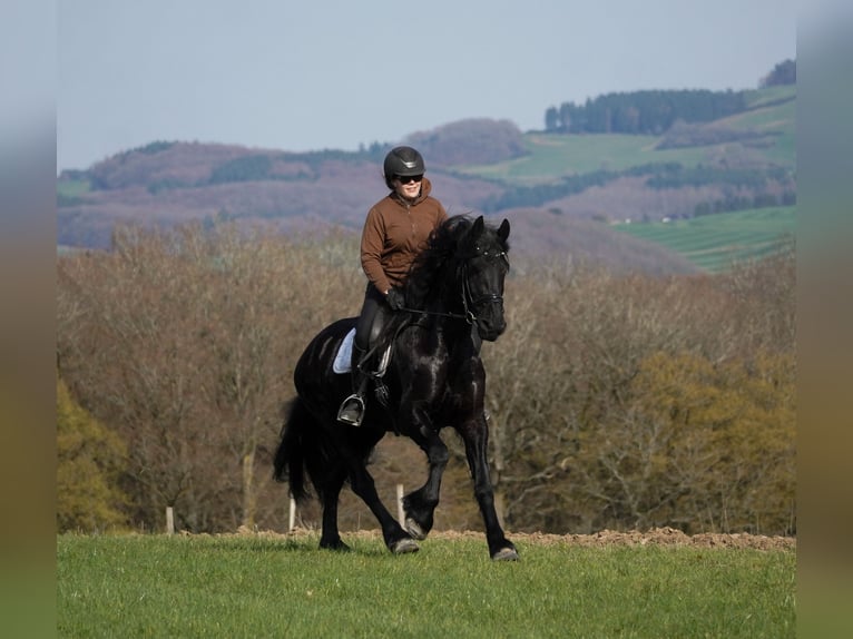 Friesian horses Mare 11 years 16 hh Black in Nettersheim