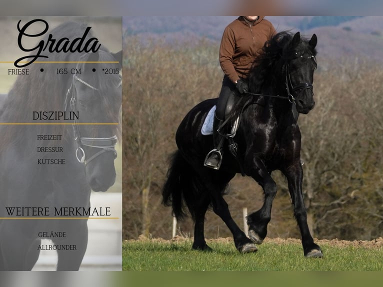 Friesian horses Mare 11 years 16 hh Black in Nettersheim