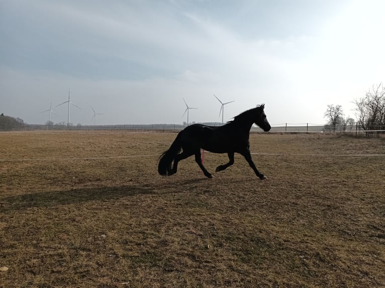 Friesian horses Mix Mare 11 years 16 hh Black in Bad Mergentheim