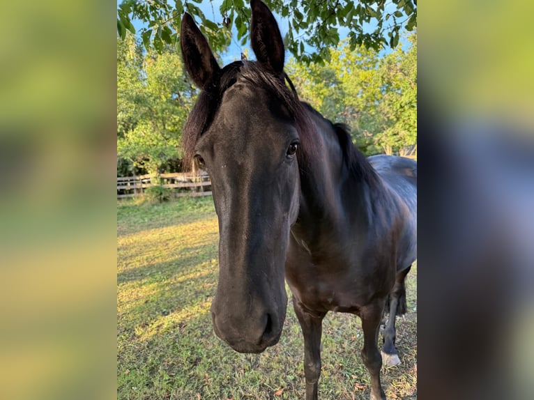 Friesian horses Mix Mare 11 years 16 hh Black in Bad Mergentheim