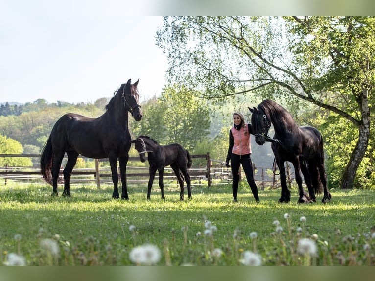 Friesian horses Mare 11 years 16,1 hh Black in Feldkirchen-Westerham