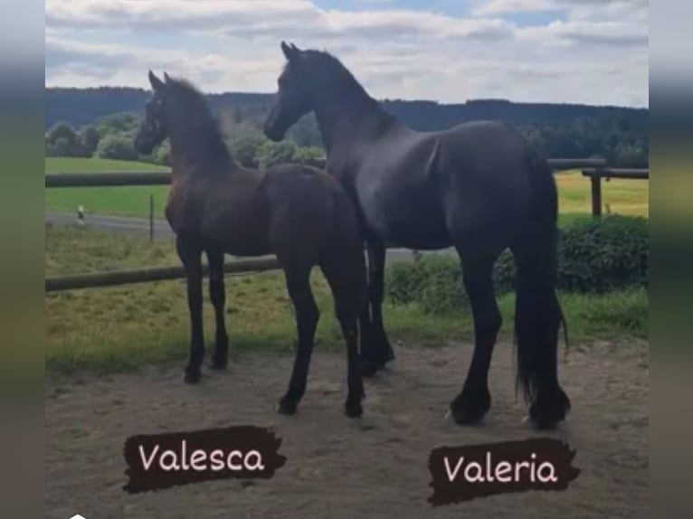 Friesian horses Mare 11 years 16,1 hh Black in Feldkirchen-Westerham