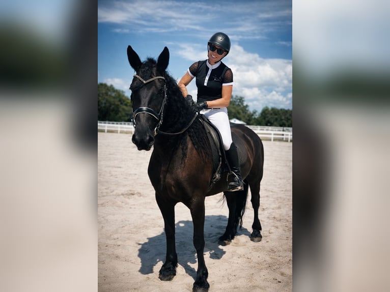 Friesian horses Mare 11 years 16,2 hh Black in Land O Lakes