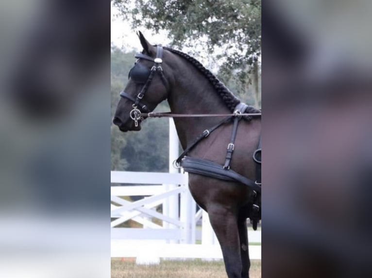 Friesian horses Mare 11 years 16,2 hh Black in Land O Lakes