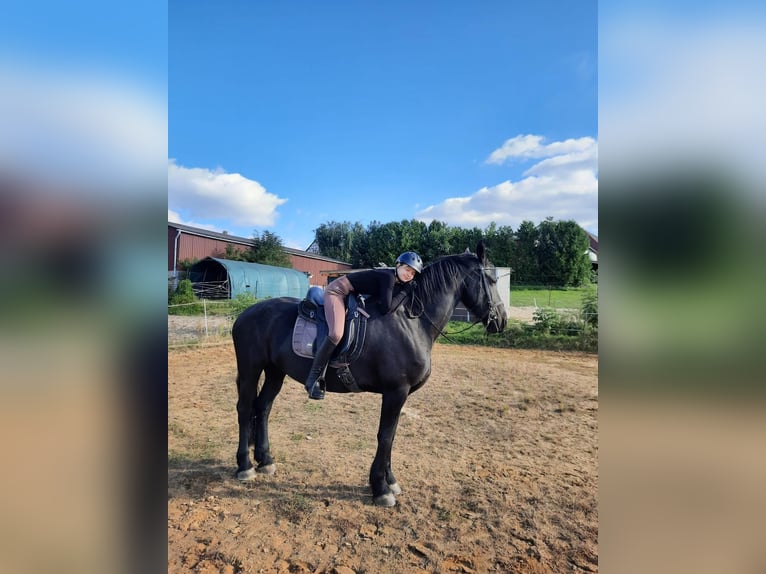 Friesian horses Mare 11 years 16,3 hh Black in Melsungen