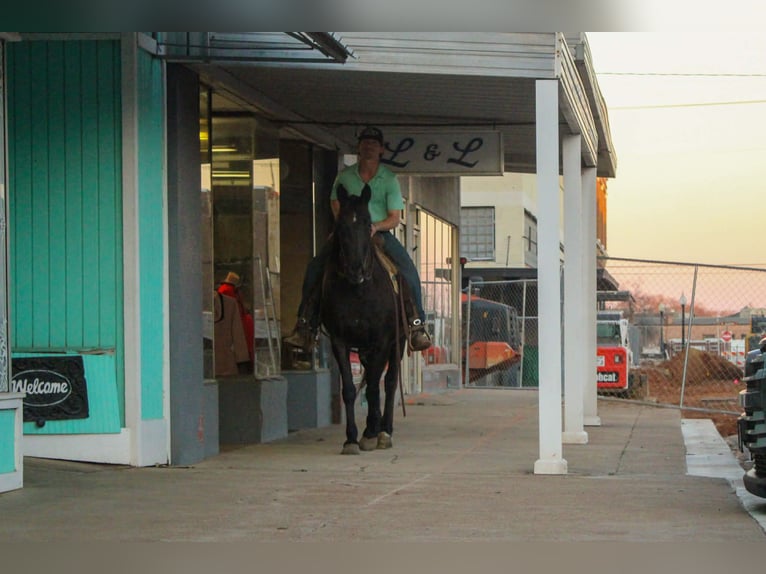 Friesian horses Mare 12 years 15.1 hh Black in Cushing
