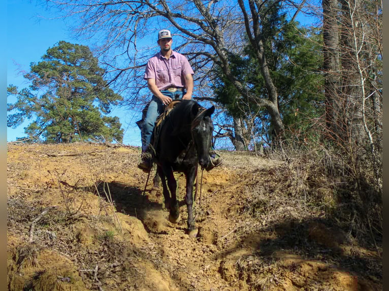 Friesian horses Mare 12 years 15.1 hh Black in Cushing