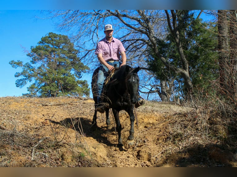 Friesian horses Mare 12 years 15.1 hh Black in Cushing