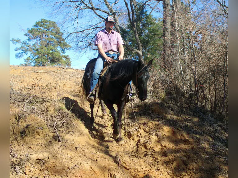Friesian horses Mare 12 years 15.1 hh Black in Cushing