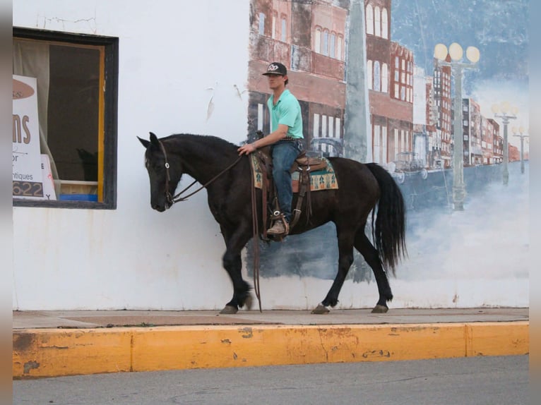 Friesian horses Mare 12 years 15.1 hh Black in Cushing