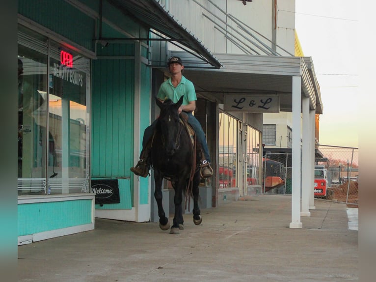 Friesian horses Mare 12 years 15.1 hh Black in Cushing