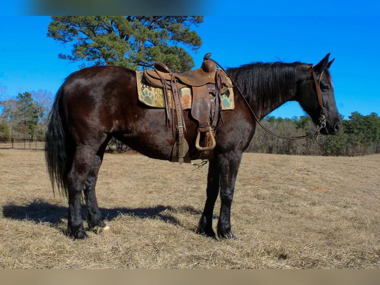 Friesian horses Mare 12 years 15.1 hh Black in Cushing
