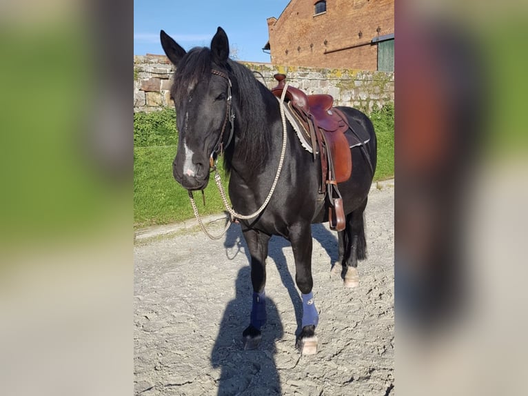 Friesian horses Mix Mare 12 years 15,2 hh Black in Bad Münder