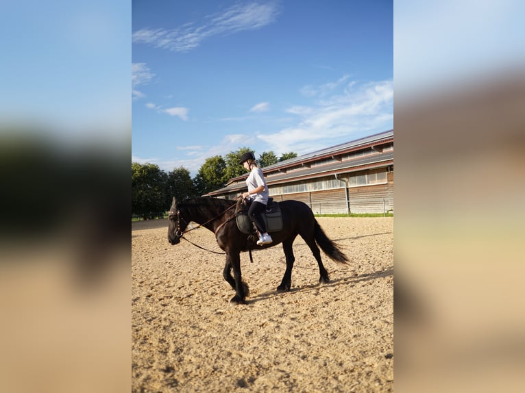 Friesian horses Mare 12 years 15,3 hh Black in Buchen (Odenwald)