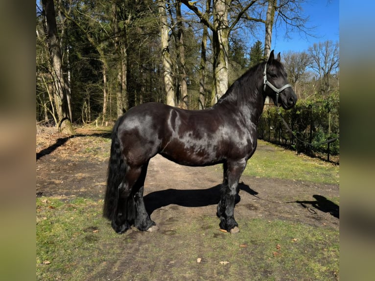 Friesian horses Mare 12 years 15.3 hh Black in Uelzen