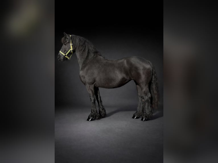 Friesian horses Mare 12 years 15,1 hh Black in Hennef