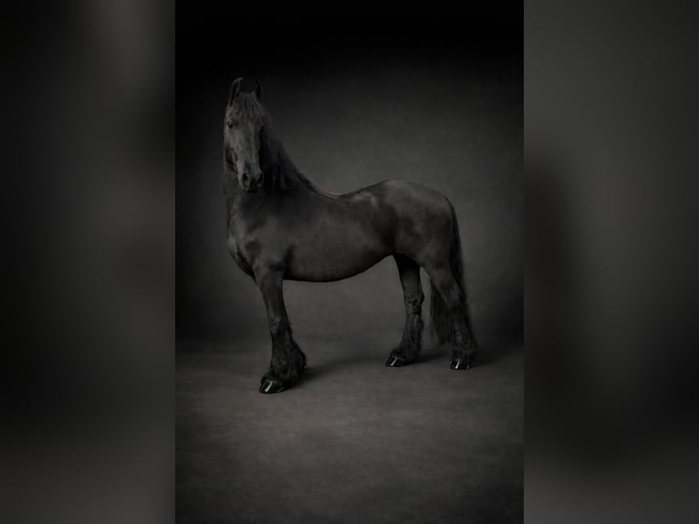 Friesian horses Mare 12 years 15,2 hh Black in Nürburgring