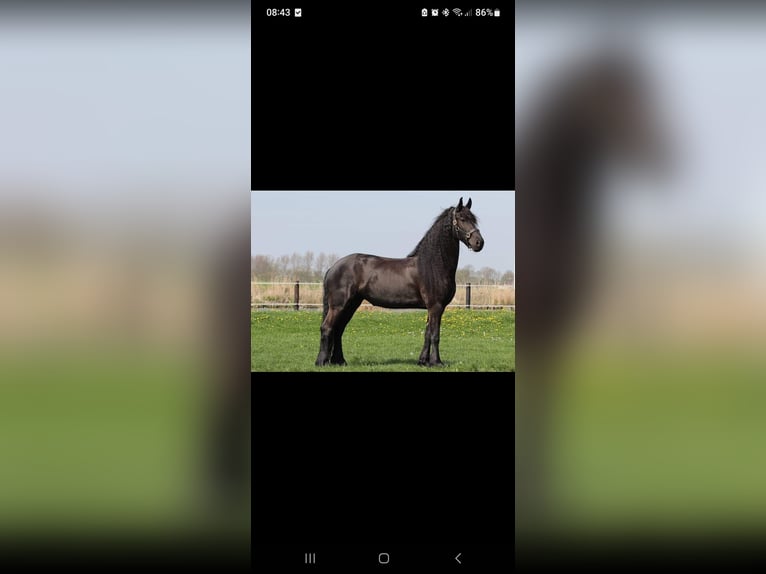 Friesian horses Mare 12 years 16,1 hh Black in Kimswerd