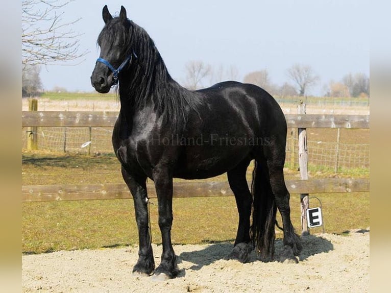 Friesian horses Mare 12 years 16,3 hh Black in Rometta