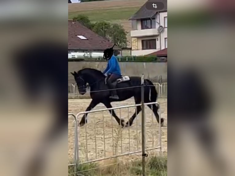 Friesian horses Mare 12 years 16 hh Black in Schramberg