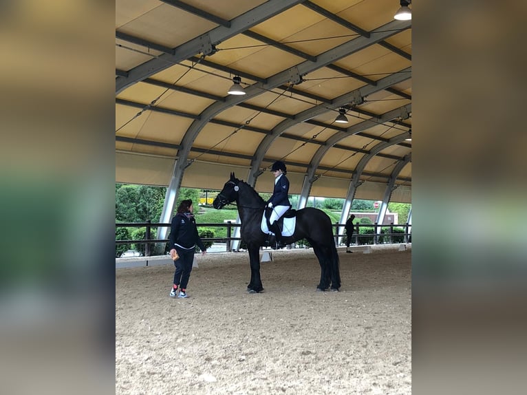 Friesian horses Mare 12 years 16 hh Black in Montorio Romano